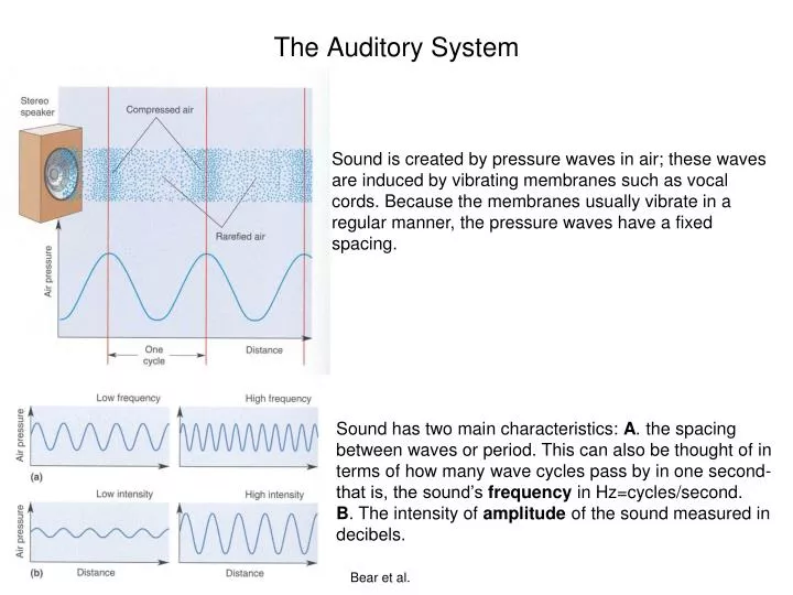 the auditory system