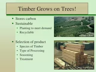 Timber Grows on Trees!
