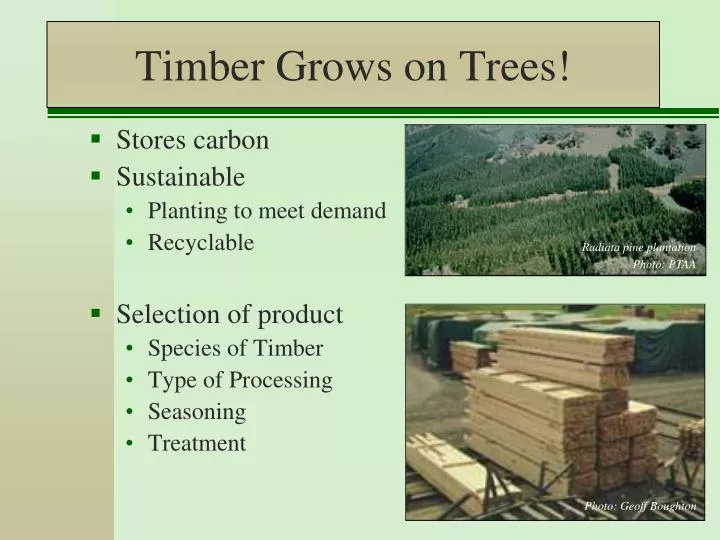 timber grows on trees
