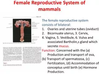 Female Reproductive System of mammals