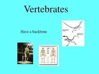 Vertebrates