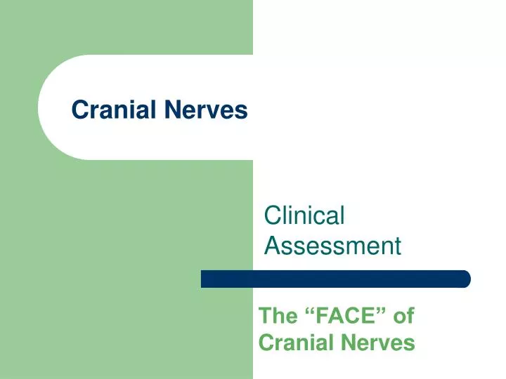 cranial nerves