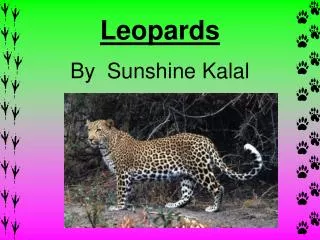 Leopards