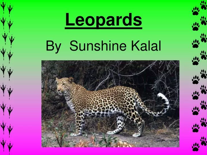 leopards