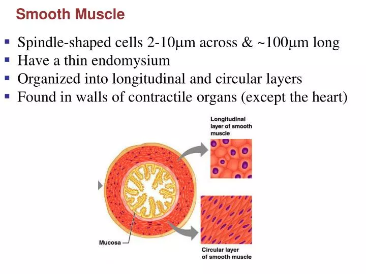 smooth muscle