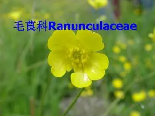 毛茛科 Ranunculaceae