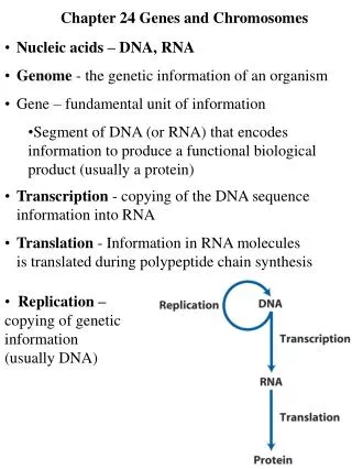 Chapter 24 Genes and Chromosomes