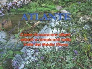 atlante