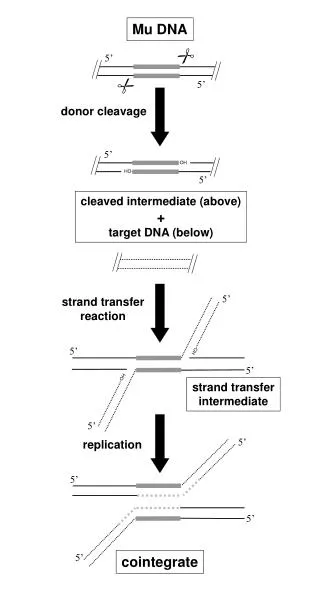 Mu DNA