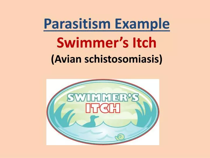 parasitism example swimmer s itch avian schistosomiasis