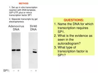 QUESTIONS: 1. Name the DNA for which transcription requires SP1.