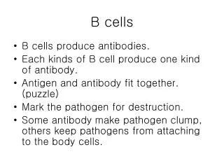b cells