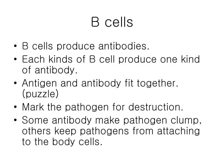 PPT - B Cells PowerPoint Presentation, Free Download - ID:2402014