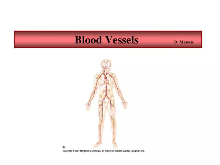 blood vessels d matesic