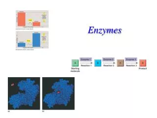 Enzymes