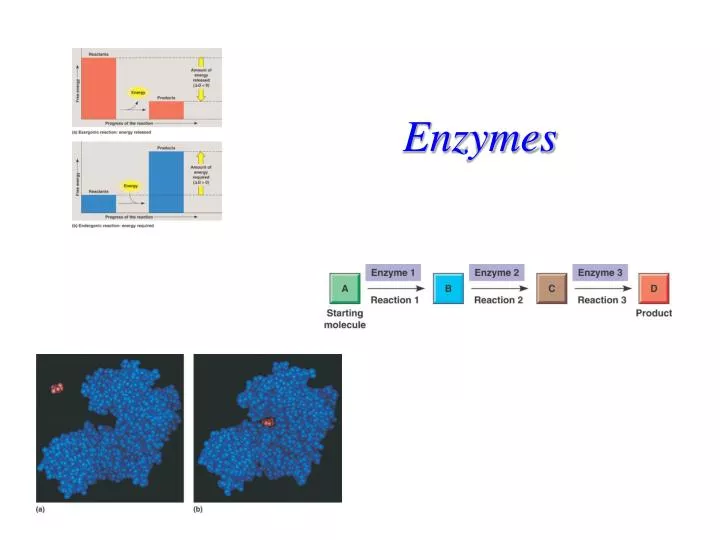 enzymes