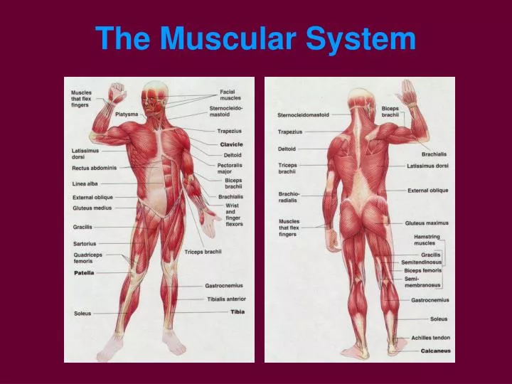 the muscular system