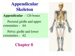 Appendicular Skeleton