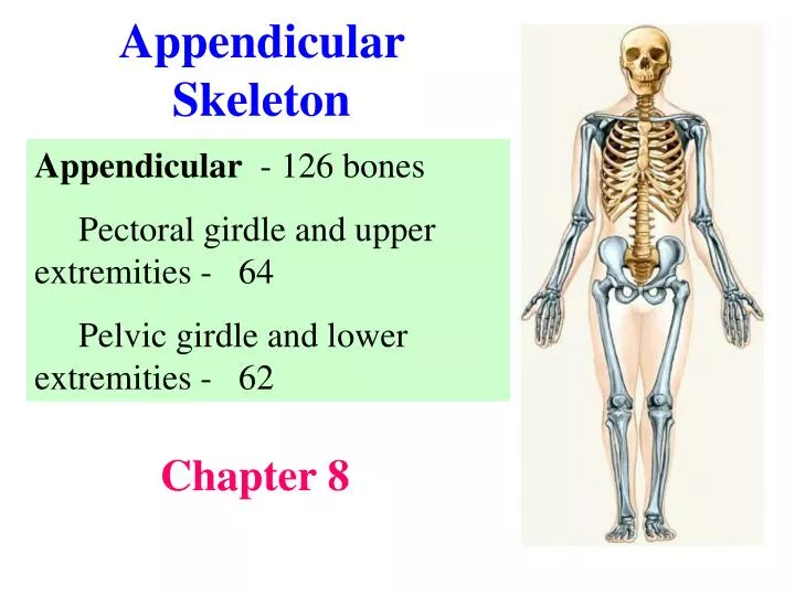 PPT - Appendicular Skeleton PowerPoint Presentation, free download -  ID:2402567