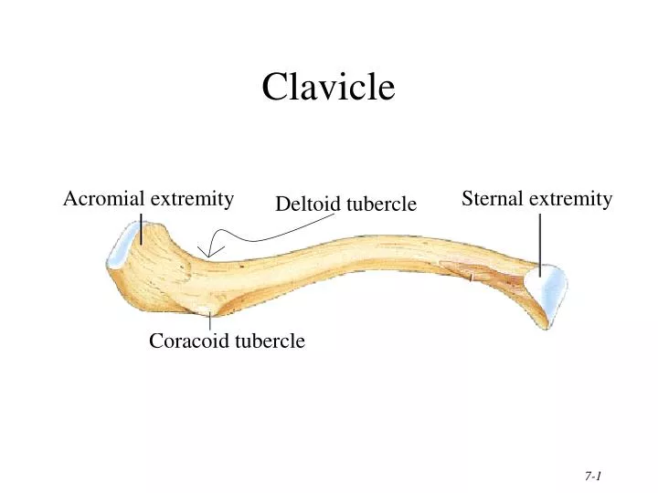 clavicle