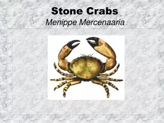 Stone Crabs Menippe Mercenaaria