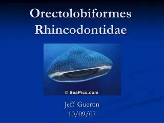 Orectolobiformes Rhincodontidae