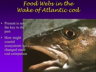Food Webs in the Wake of Atlantic cod