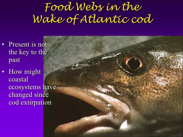 food webs in the wake of atlantic cod