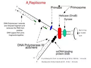 DNA Polymerase III