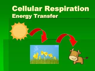 Cellular Respiration Energy Transfer