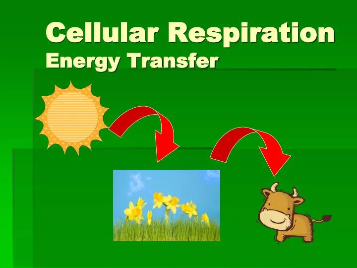 cellular respiration energy transfer