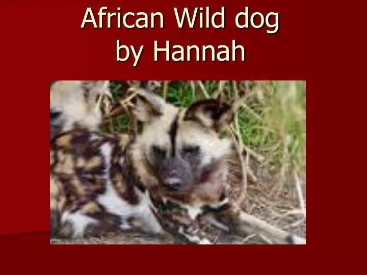 african wild dog by hannah