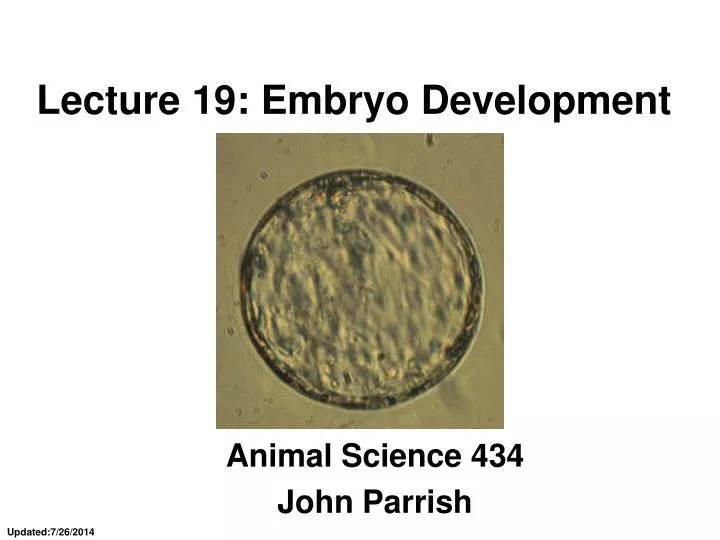 lecture 19 embryo development