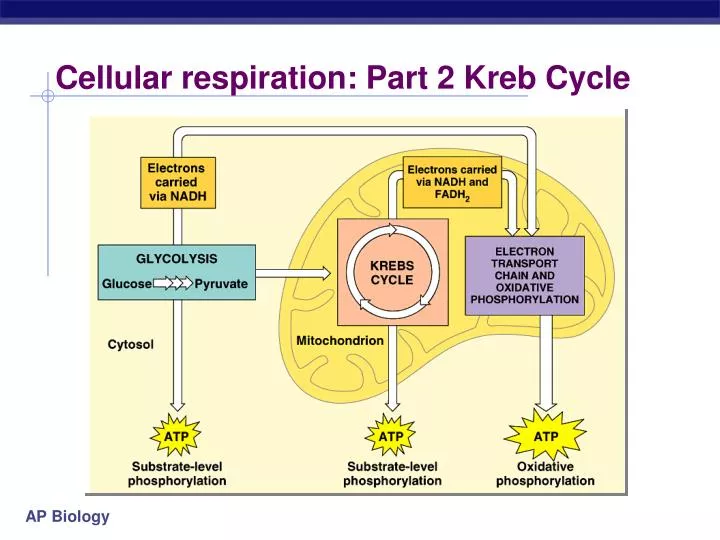 cellular respiration part 2 kreb cycle