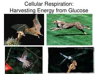 Cellular Respiration: Harvesting Energy from Glucose