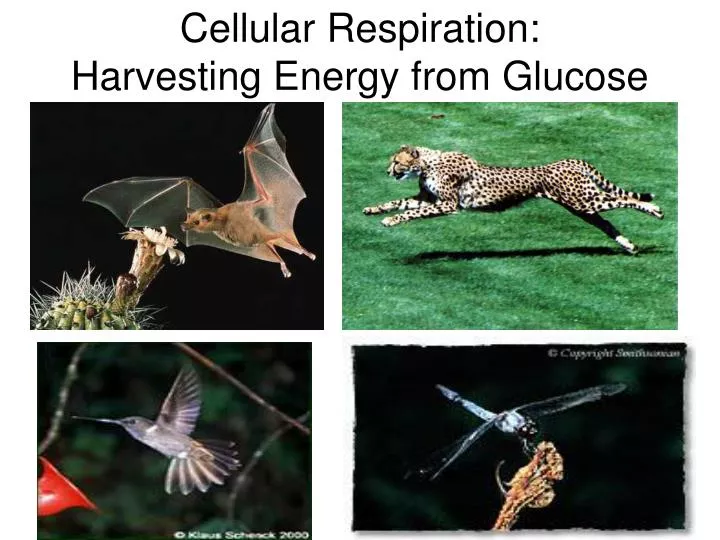 cellular respiration harvesting energy from glucose