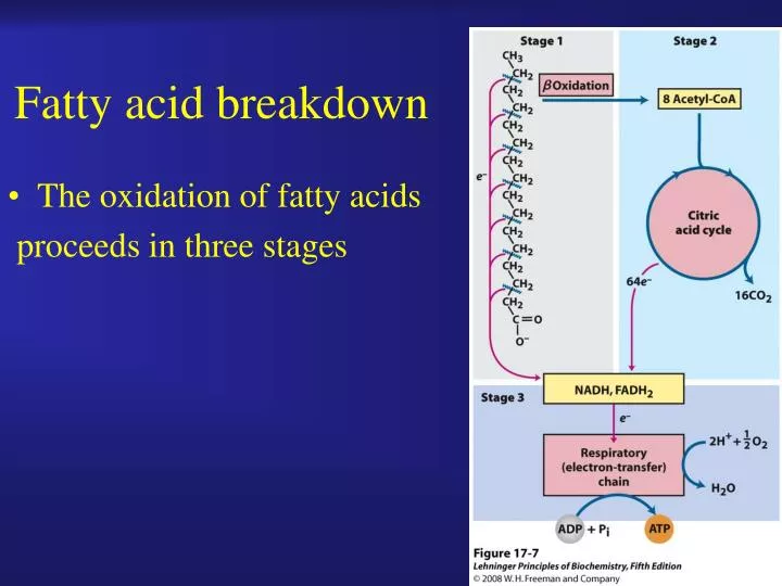 fatty acid breakdown