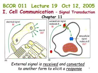 External signal is received and converted to another form to elicit a response
