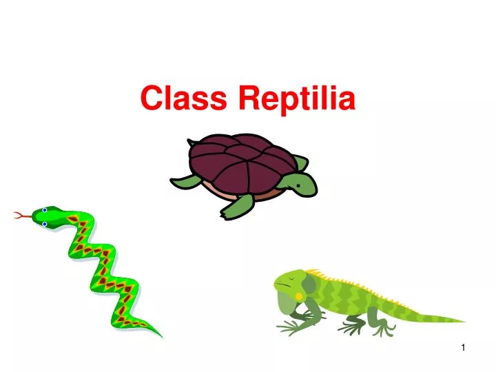 class reptilia