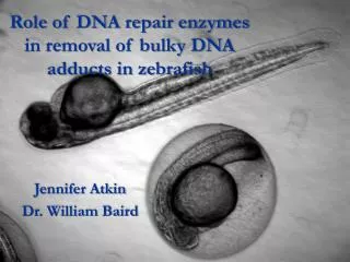 Role of DNA repair enzymes in removal of bulky DNA adducts in zebrafish