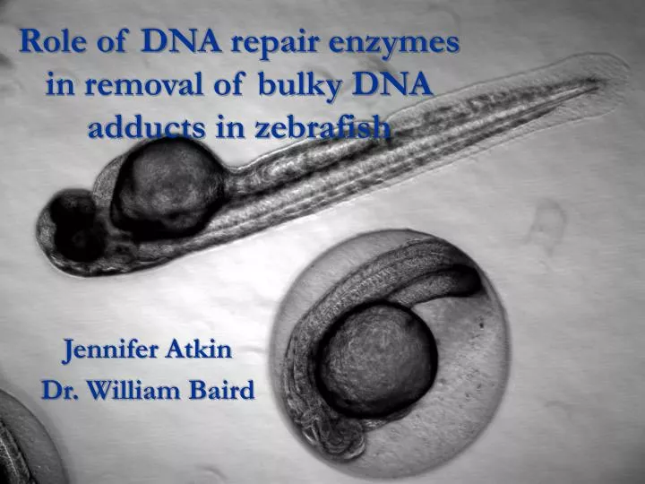 role of dna repair enzymes in removal of bulky dna adducts in zebrafish