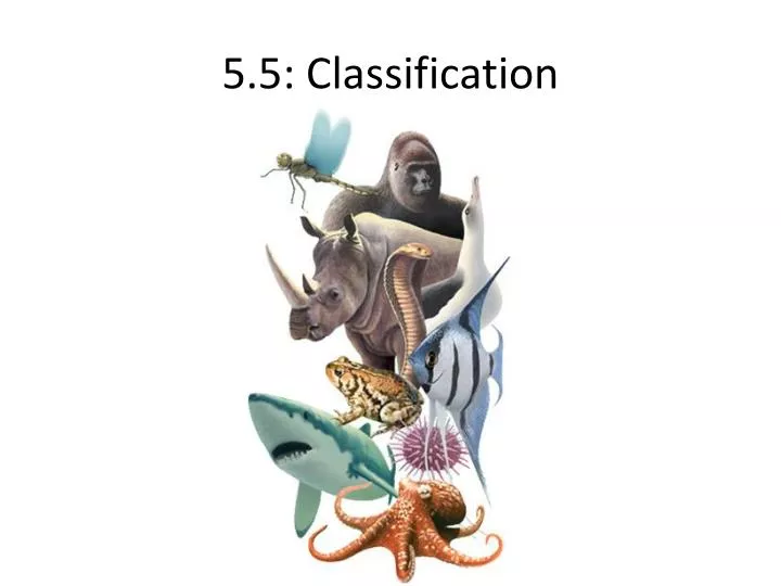 5 5 classification