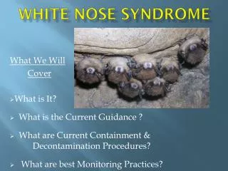 White Nose Syndrome