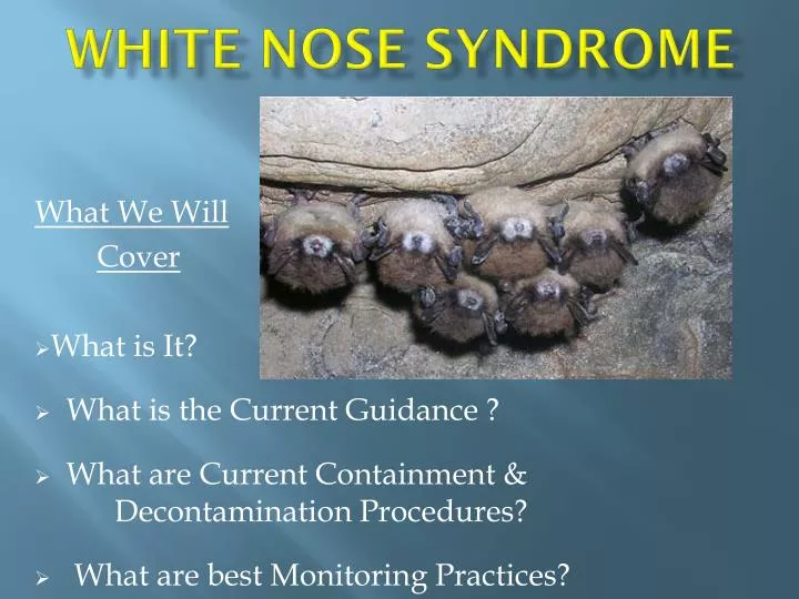 white nose syndrome