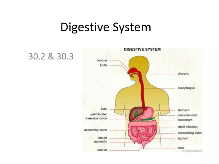 digestive system