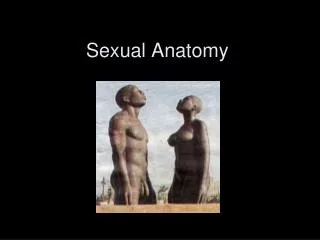 Sexual Anatomy