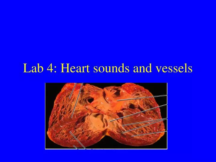 lab 4 heart sounds and vessels