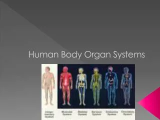 Human Body Organ Systems