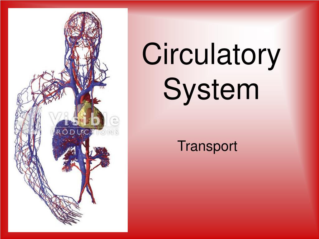 PPT - Circulatory System PowerPoint Presentation, free download - ID ...