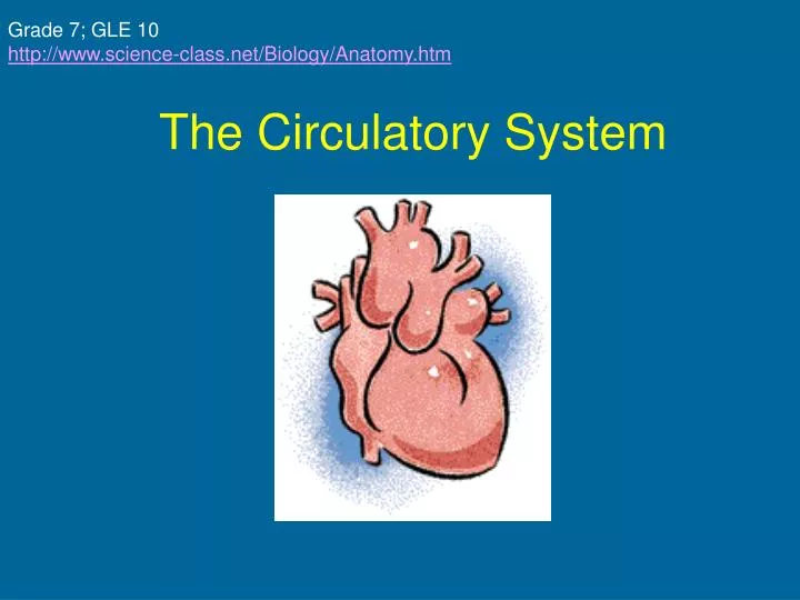 the circulatory system